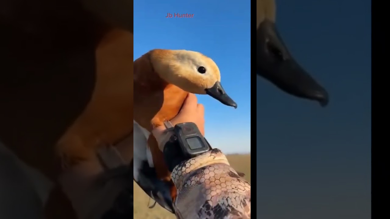 Ruddy Shelduck hunting flying shoot #shelduck #duck #call #sound #shorts #hunting #shortvideo #reel