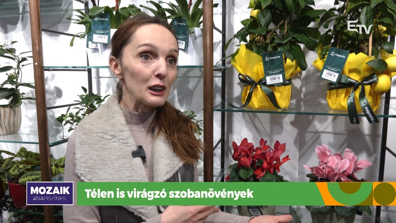 Télen is virágzó szobanövények – Mozaik