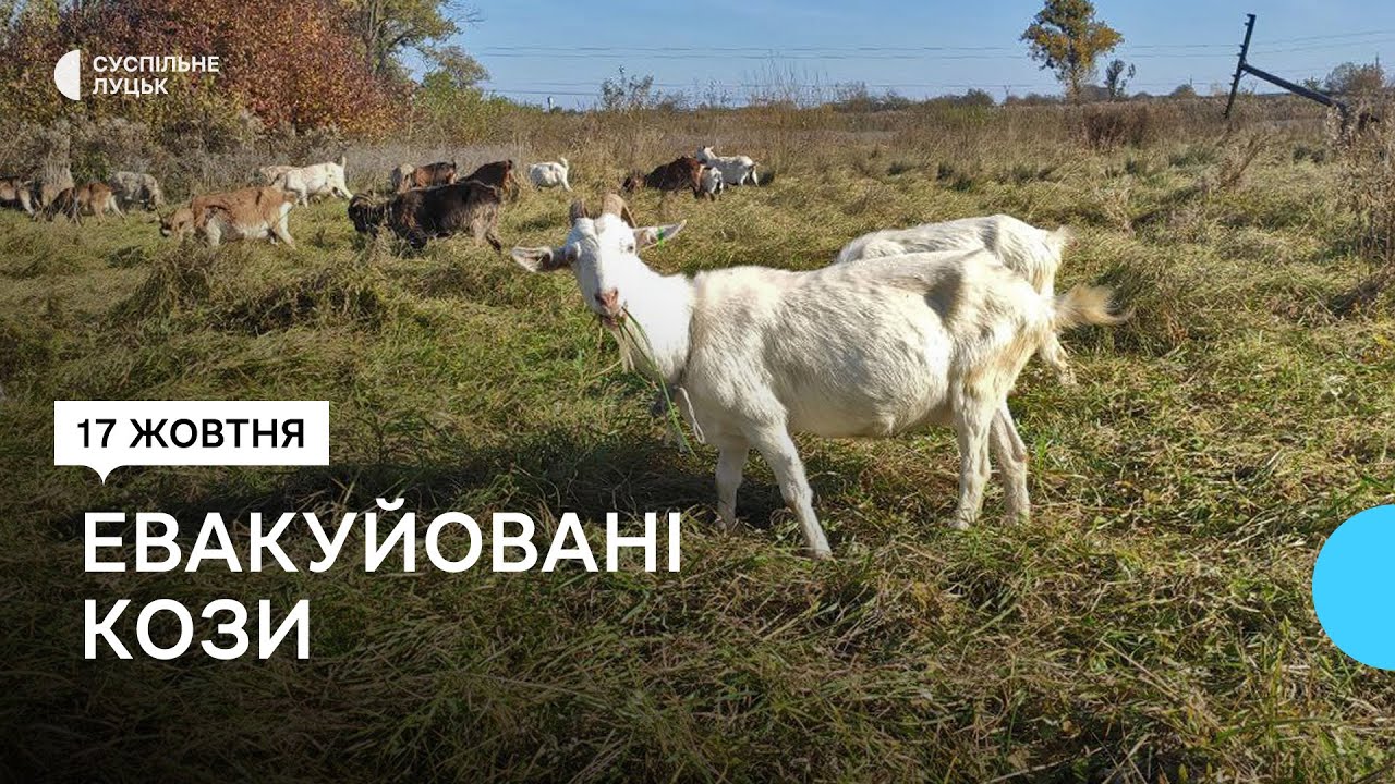 Фермер із Донеччини евакуював на Волинь 150 кіз. Як облаштував господарство