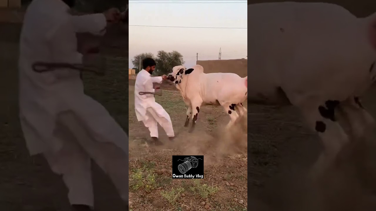 Fateh Jungi 2025 Dangerous beautiful #karachi #cow #fatehjangi #bull #foryou #qurbani #qurbani2025