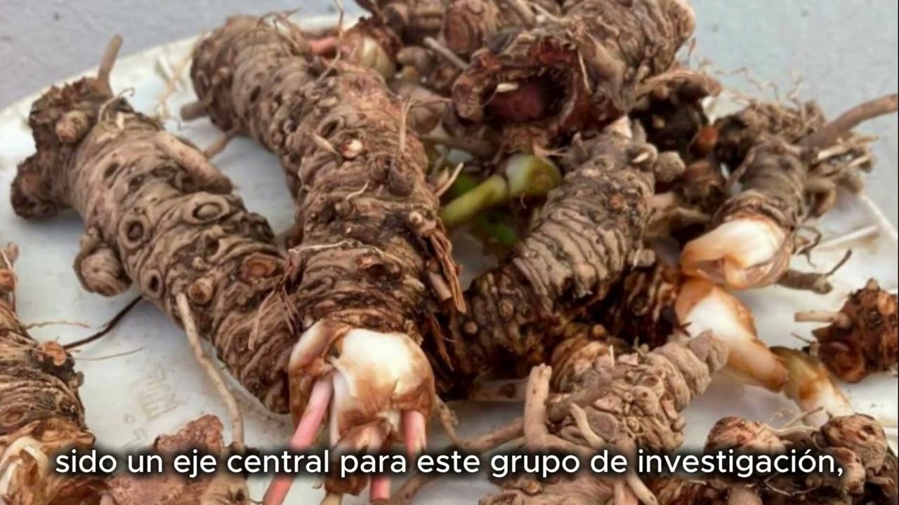 Ciencia de Frontera 2023.  CF-2023-I-1940.