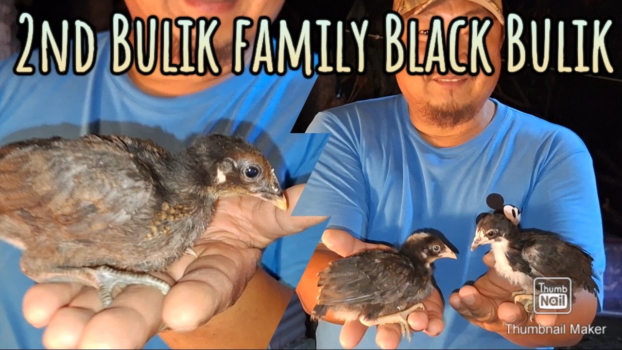 Ang aming mga Black Bulik