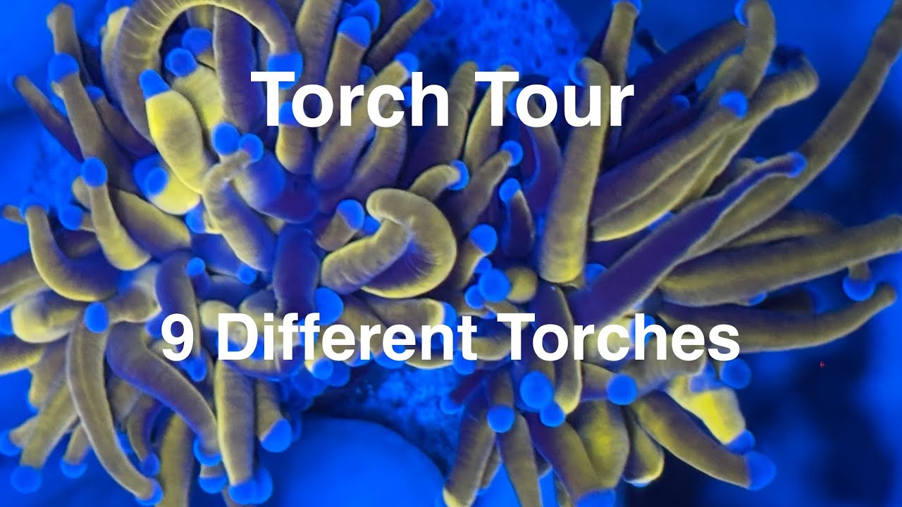 Torch Tour Gold Dragon Soul Hellfire 24k Tamer Joker Sun God Skittles Saltwater Coral Reef Aquarium