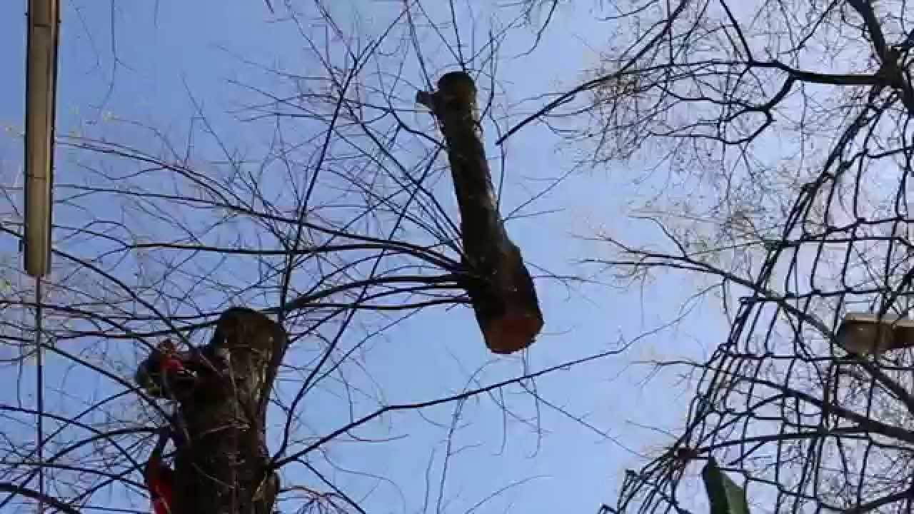 tree climbing