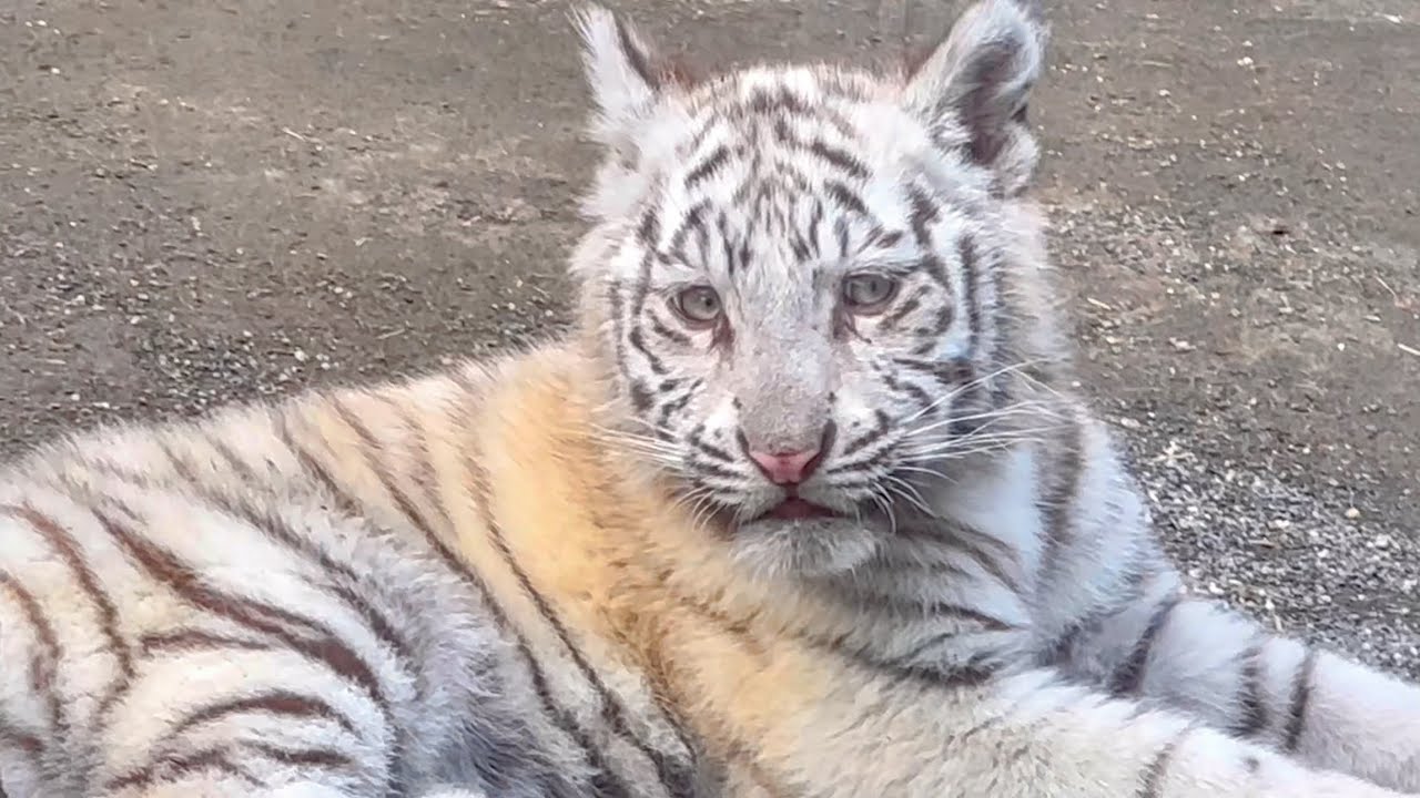 今日はいつもよりガラスが綺麗で、こんなに可愛く撮れました🐯🐯　3月13日 東武動物公園　ホワイトタイガー赤ちゃん