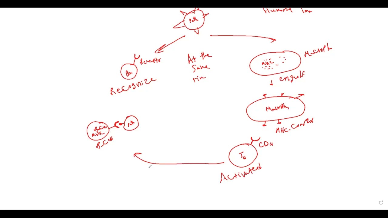 final revision chapter 4 Mechanisms of immune system