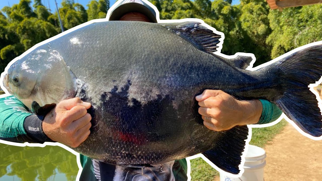 ESPETACULAR, 2 PEIXES ACIMA DOS 30 KG NA MESMA PESCARIA!