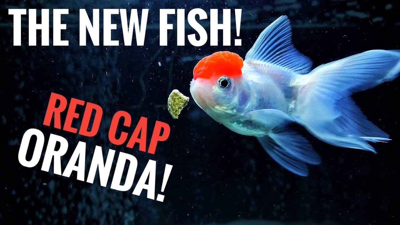 ONE MORE FISH! | Red Cap Oranda - Fancy Goldfish Aquarium