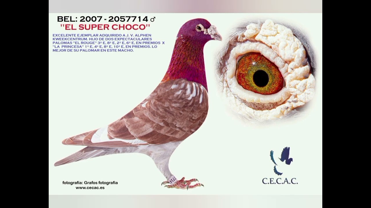  Mulemans Pigeons 🎉