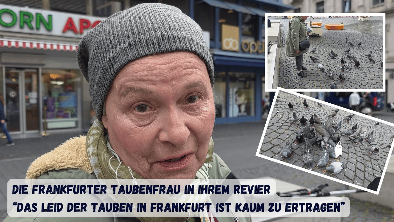 Wann übernimmt Frankfurt Verantwortung für die Stadttauben?