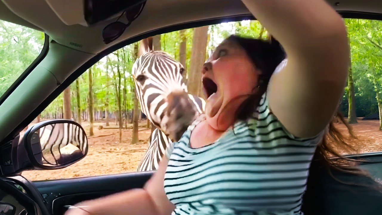 TikTok Rewind | Best TikTok Videos that are Actually Funny