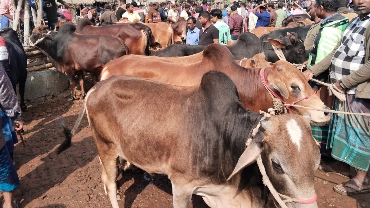 ১৩/২/২৬/বর্ডার পার খামার উপযোগী শাহীওয়াল স্যার বাছুরগরু সীমিত দামে01773949974