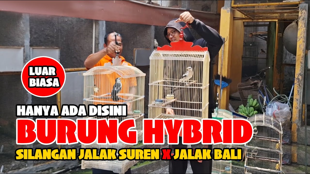 BURUNG HYBRID TERBARU - SILANGAN JALAK SUREN X JALAK BALI - LUAR BIASA GAYA DAN SUARANYA