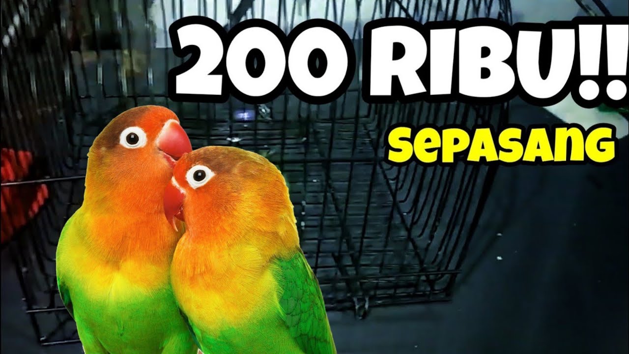 Harga Lovebird termurah