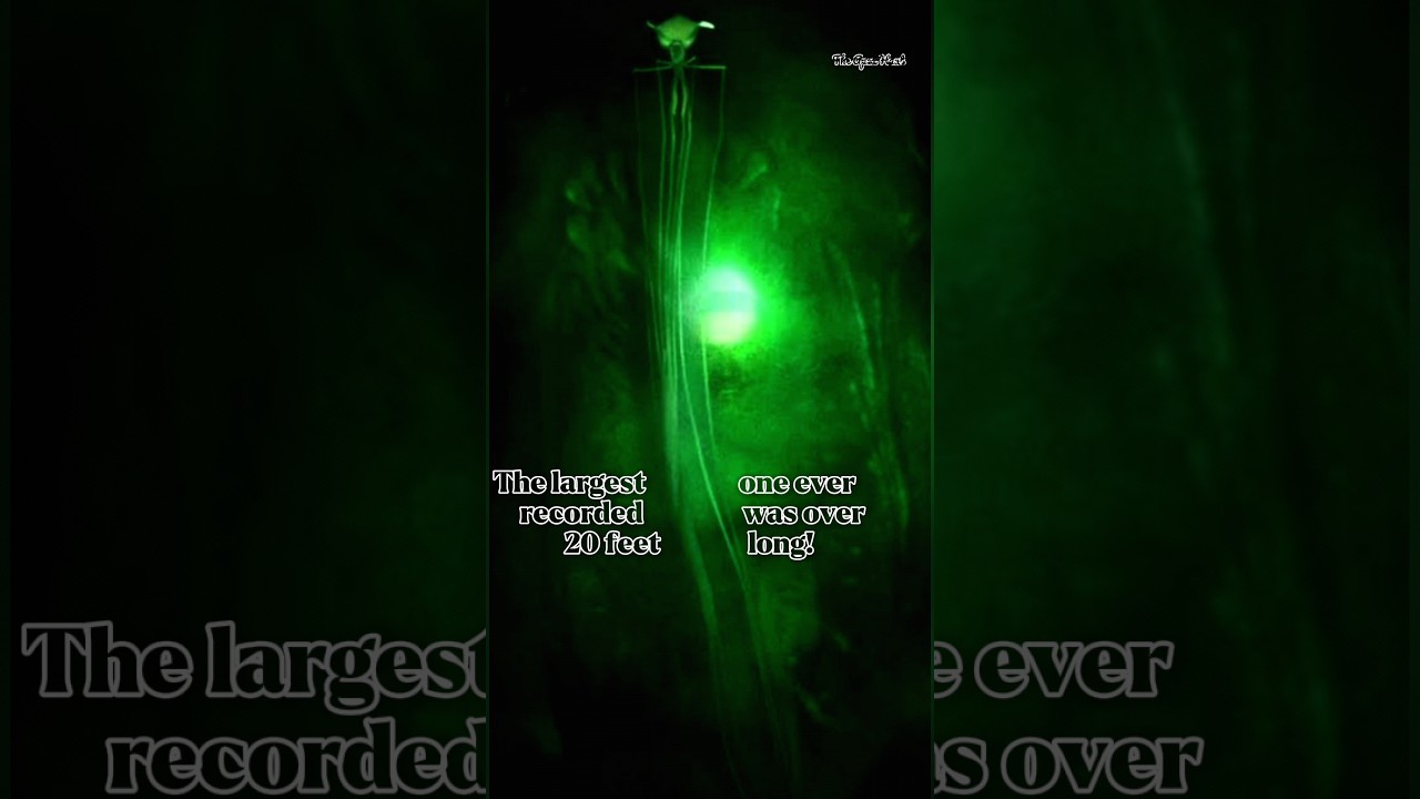 Scariest creature found in deep sea | Big Fin Squid | 
