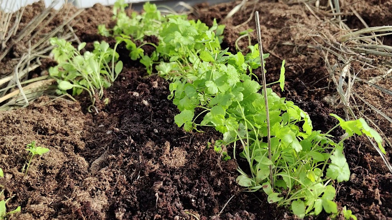 14 03 26г Открываем Дачный Сезон 2026 Посадила Зелень в Теплицу