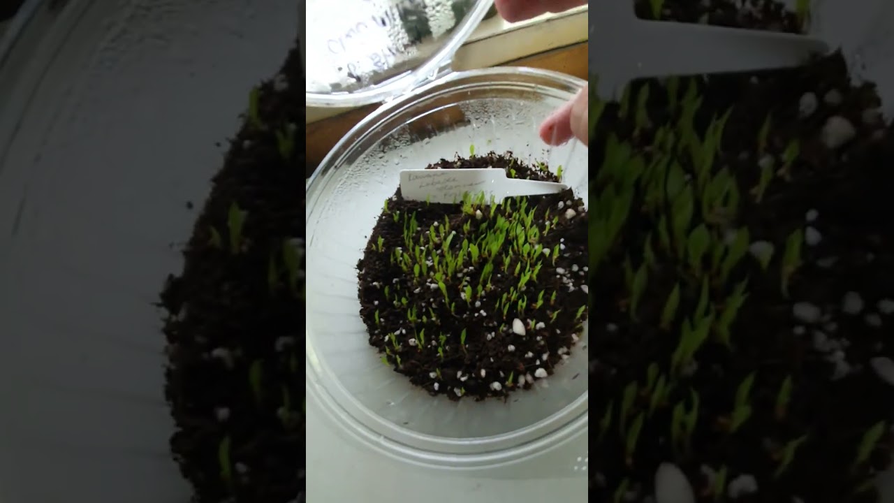 bromeliad growing from seed Billbergia and more. 2020