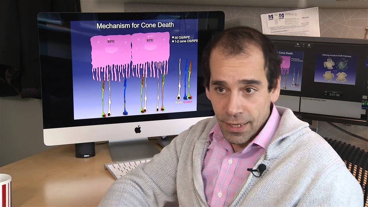 Improving metabolism prolongs cone cell survival