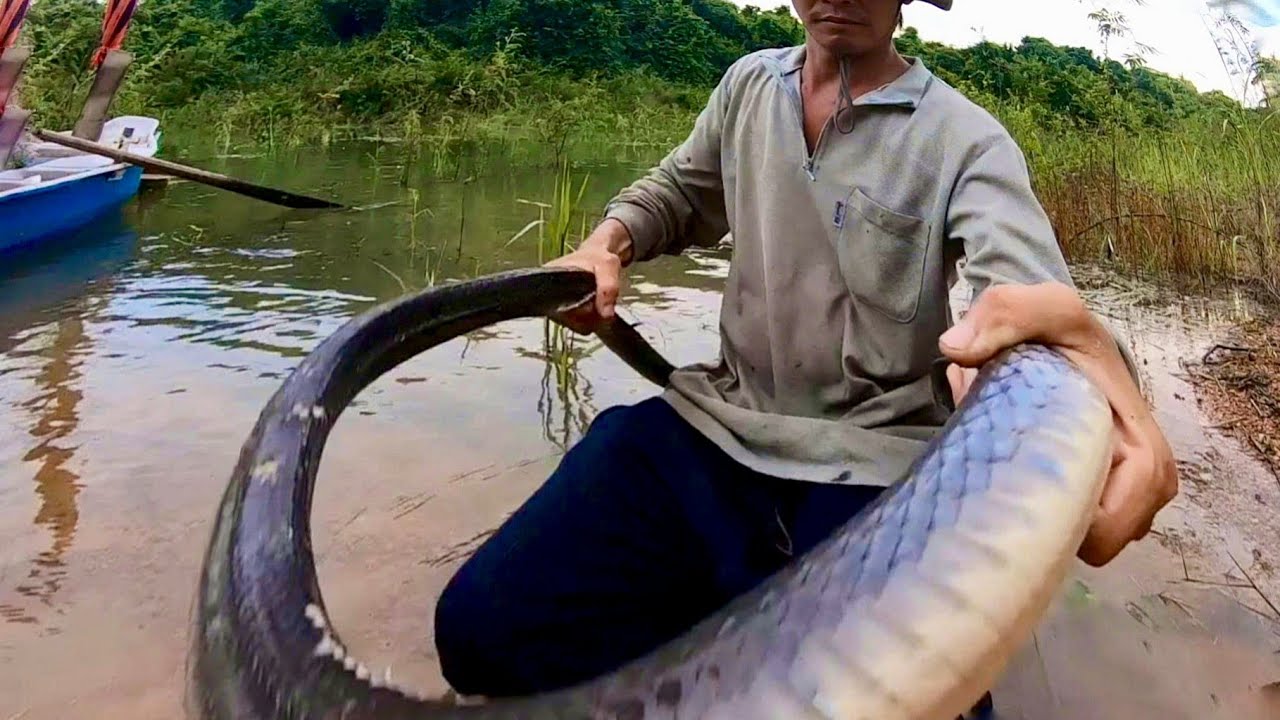 3 Ngày Đêm Săn Tìm Rắn Khủng Trên Đầm Nước Lương Sơn Bạc