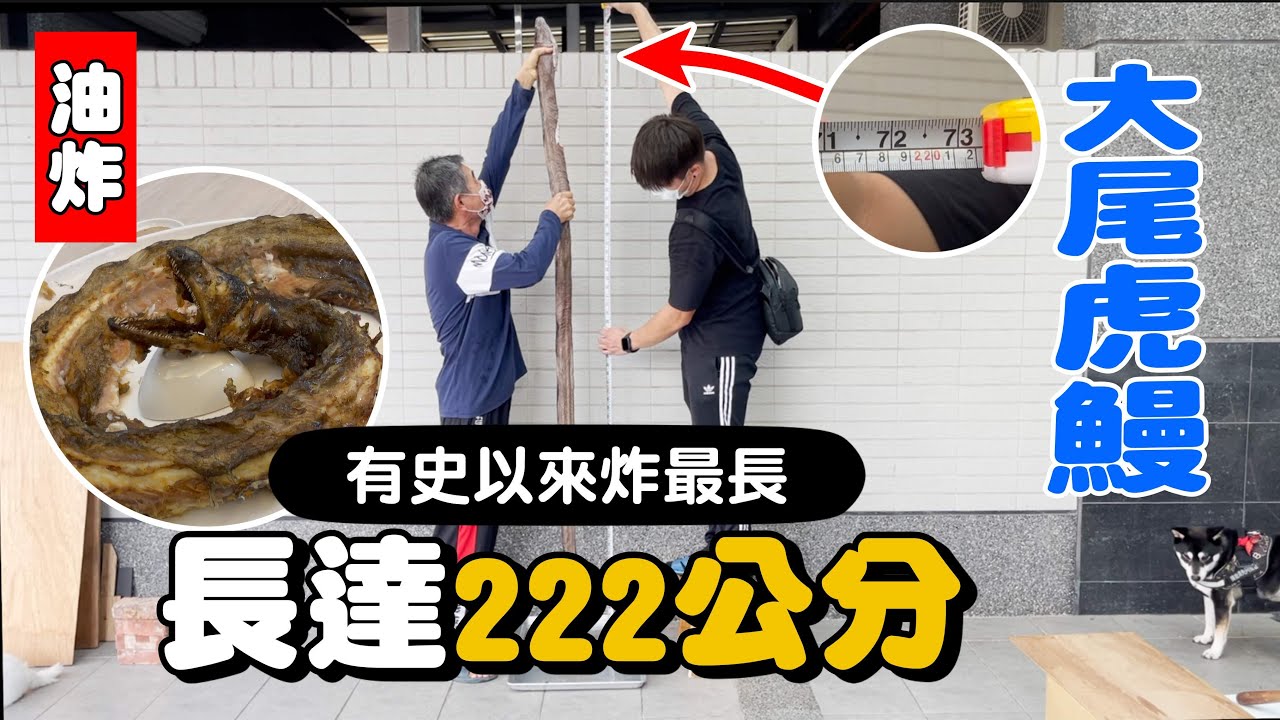 有史以來炸最長，長達222公分的大尾虎鰻『油炸系列ep19』The longest Fired in history, 222 cm long