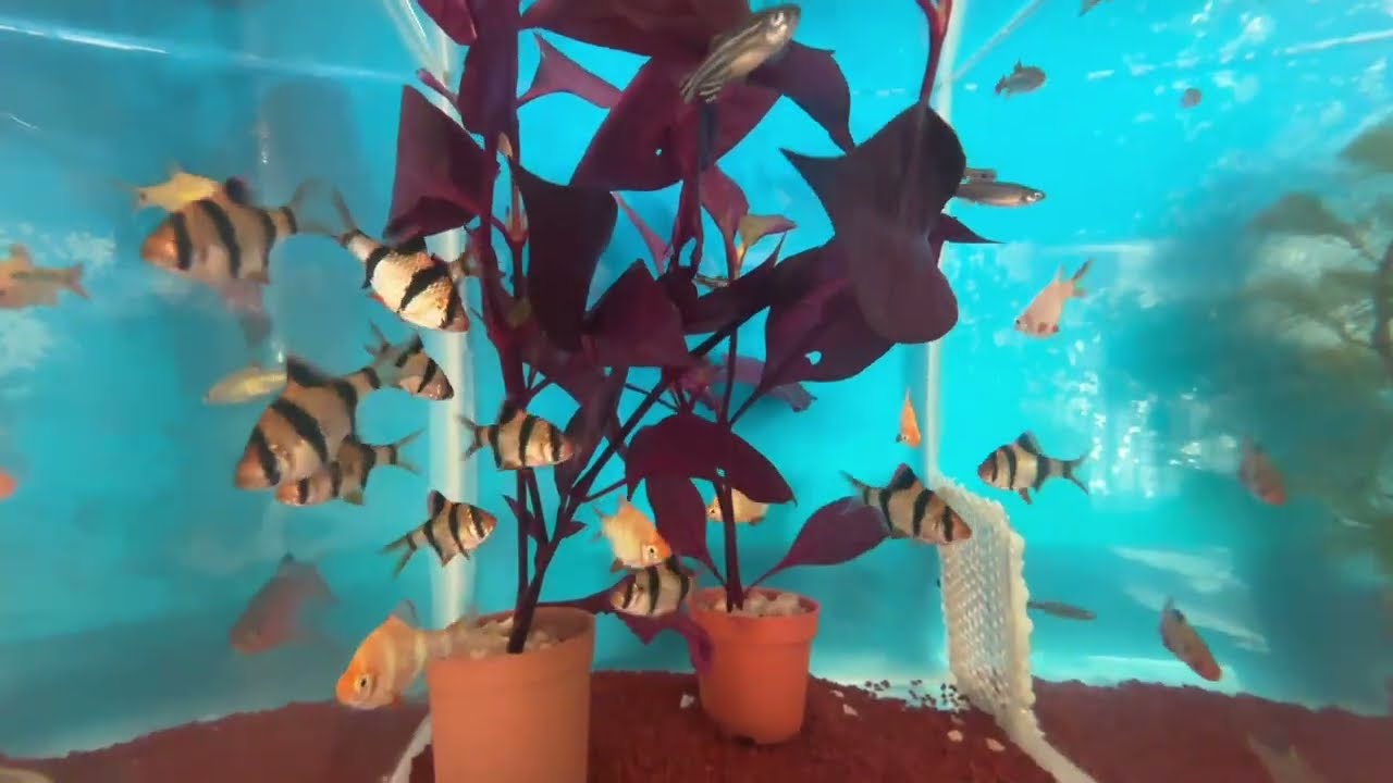 TOUR PELA LOJA PEIXE AQUI AQUARISMO! VEJAM TODOS OS PEIXES QUE TEM NA LOJA