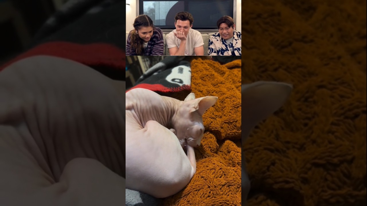 Tom Holland, Zendaya and Jacob Reaction Funny videos 
