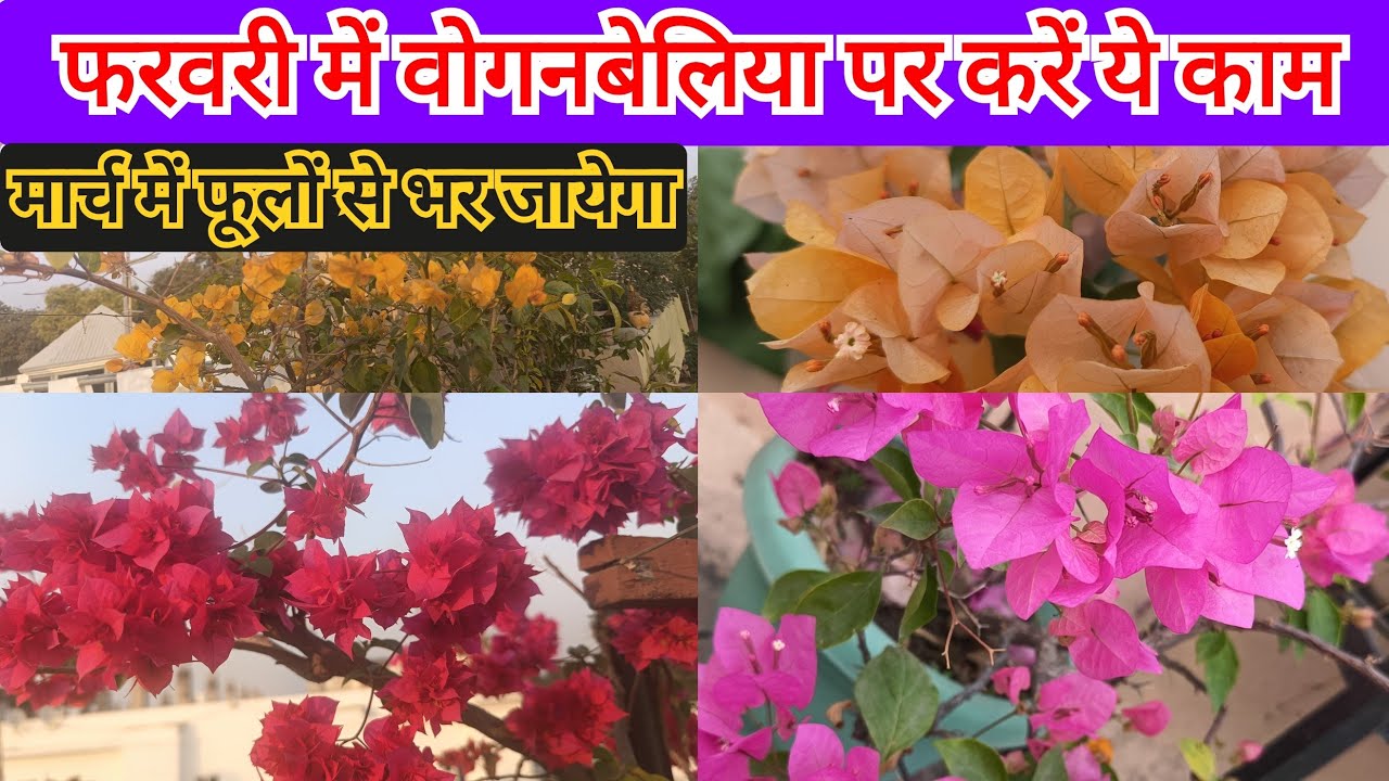 फरवरी खत्म होने से पहले ही वोगनबेलिया पर ये काम करें। मार्च में फूलों से भर जायेगा।