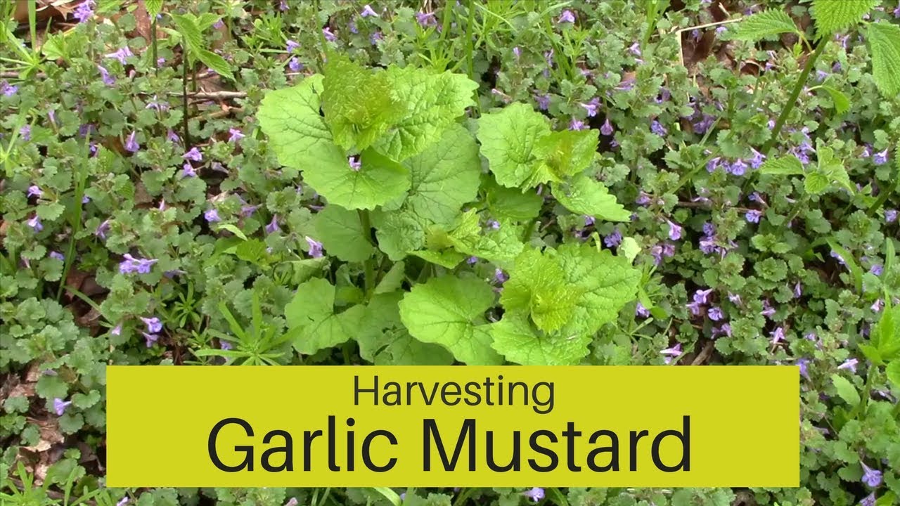 Harvesting Garlic Mustard | Plus Making Garlic Mustard Pesto