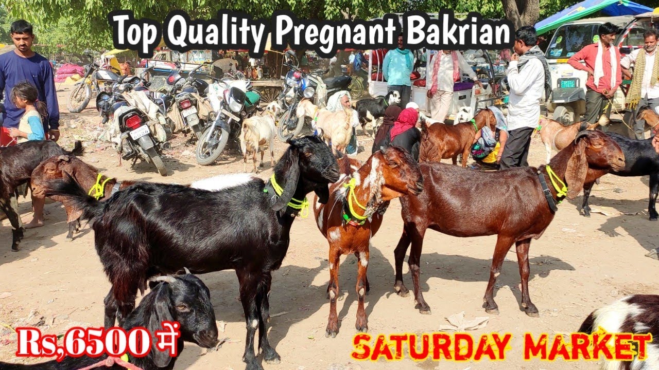 23/04/2022, Saturday market, Pregnant Bakriyan & Bache wali Bakriya