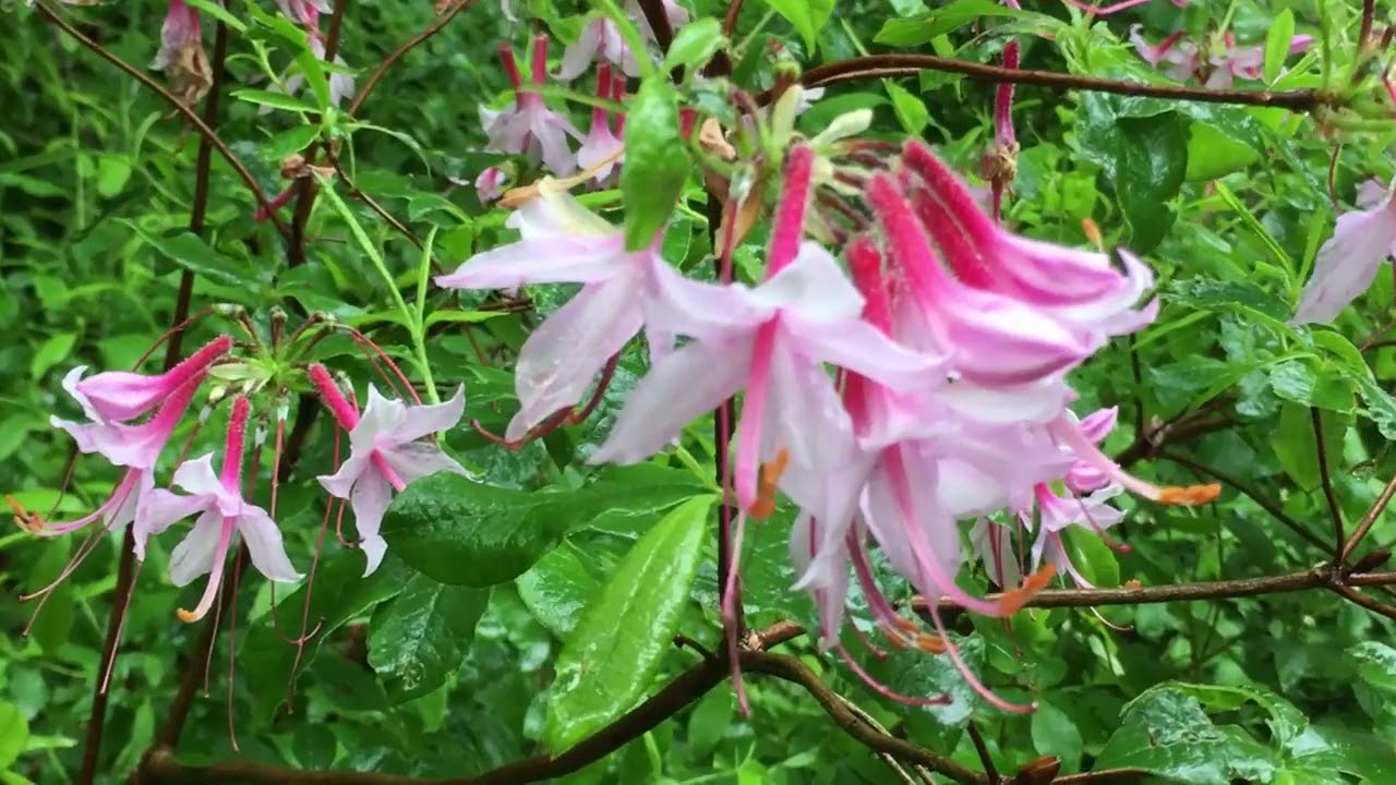 Pinxterbloom Azalea: it’s more than a honeysuckle!