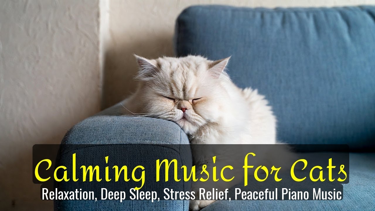 LIVE Cute Sleeping Cats for Anxiety Relief 😌 | Season 86
