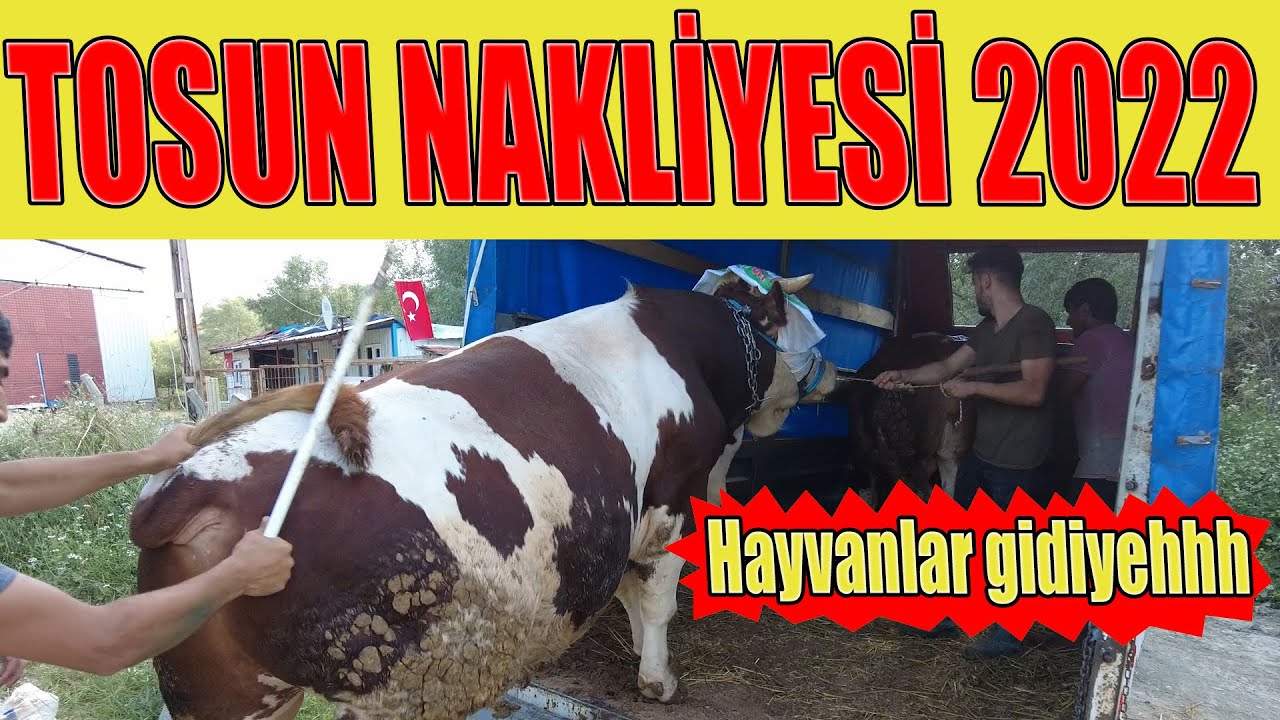KURBANLIK NAKLİYEMİZ İSTANBUL İLÇELERİ 2022