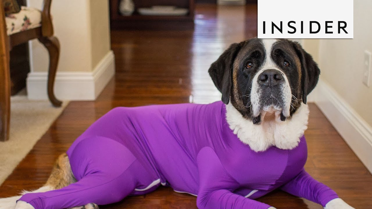 Doggie Onesie Controls Shedding