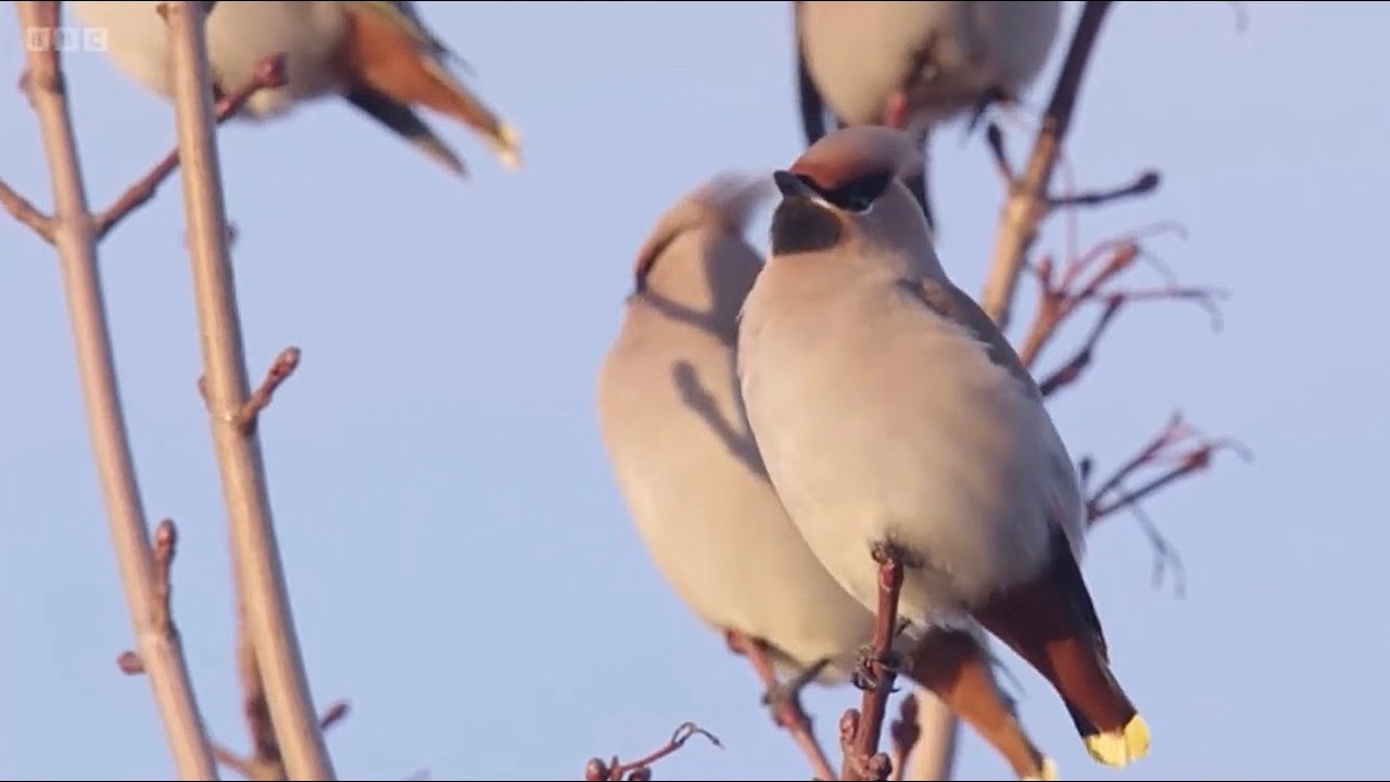 Wonderful Waxwing Winter of 2023/2024! Can they be enticed to RSPB Arne? | Winterwatch 2024