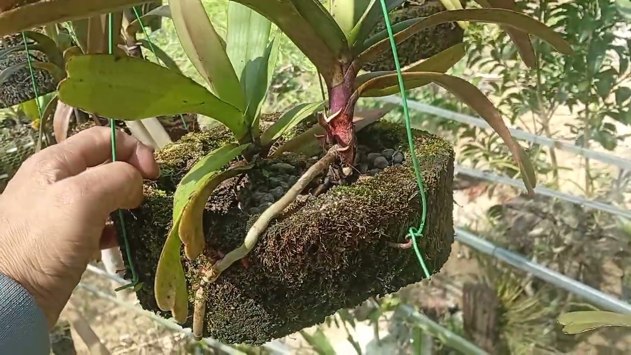 1/3 Zalo 0822681162 a thái bán lan rừng nguyên bản thuần đang nụ @LanRừngSìnHồ 