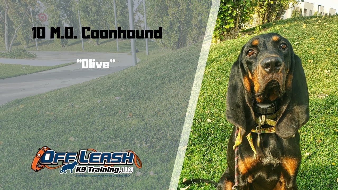 Coonhound / Dog Training