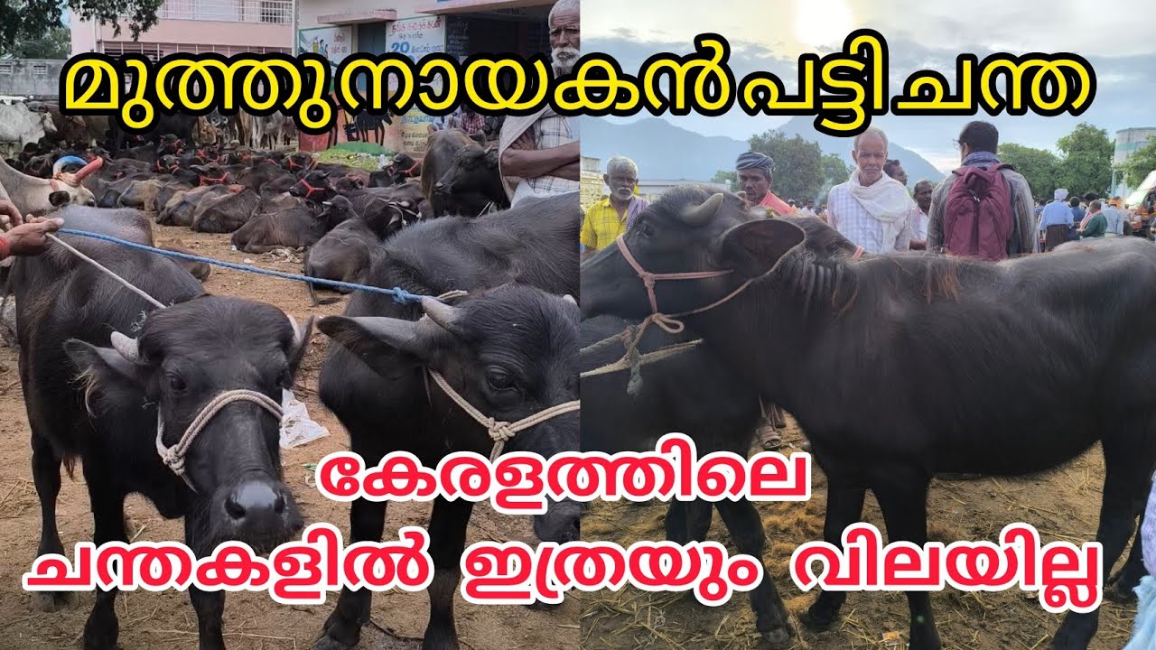 എല്ലാത്തിനും വിലകൂടി 