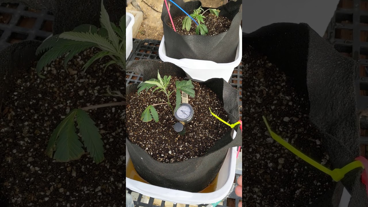 Measuring PH & EC of Runoff from Cannabis Grow Media