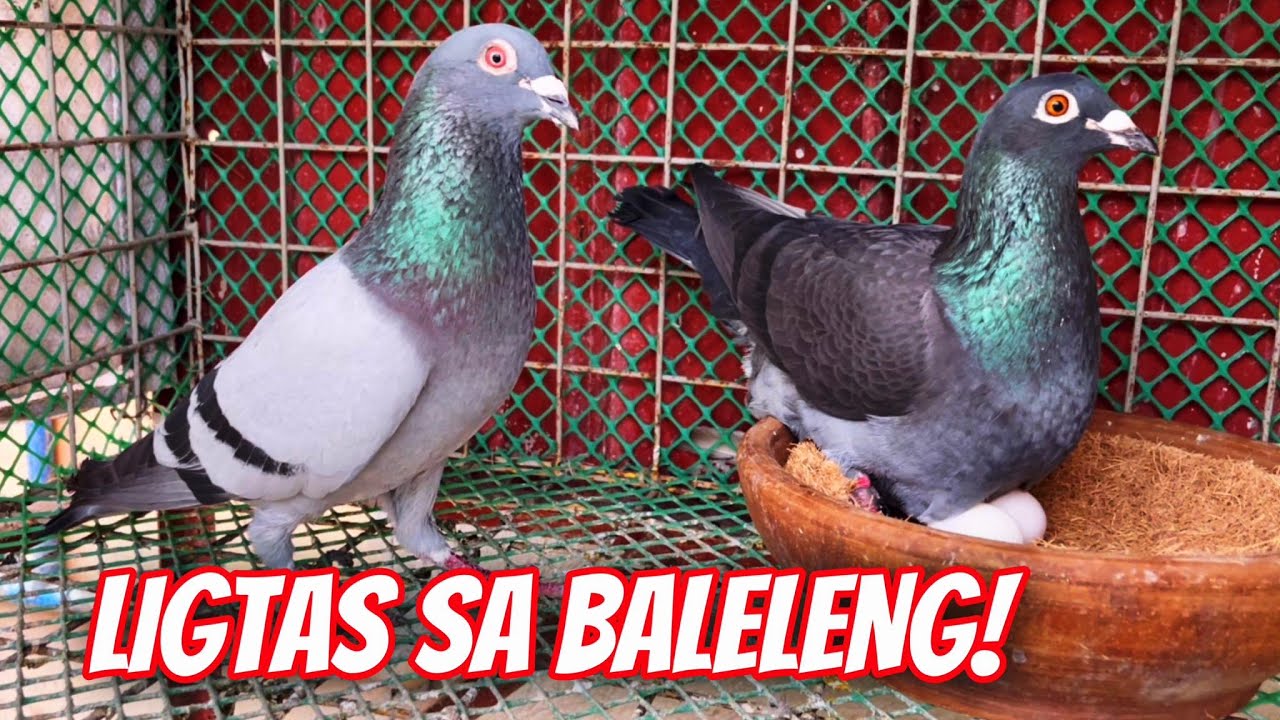 GAMOT SA BALELENG? 🤔💭