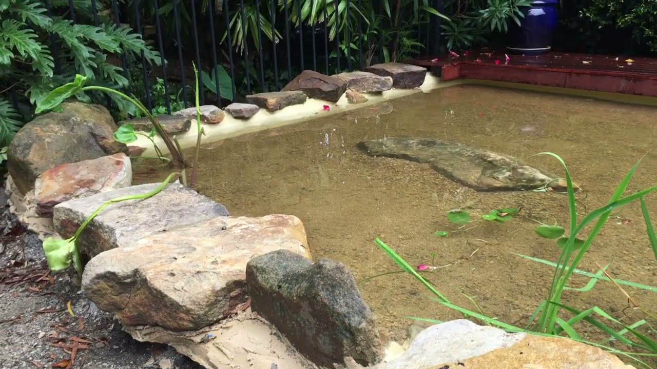 pool to pond conversion