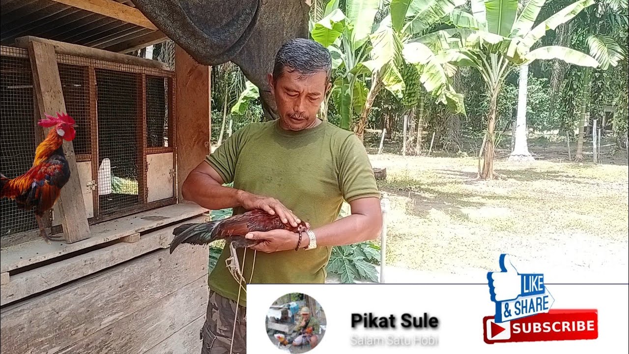 Proses Menjinakkan ayam F1 yang liar...