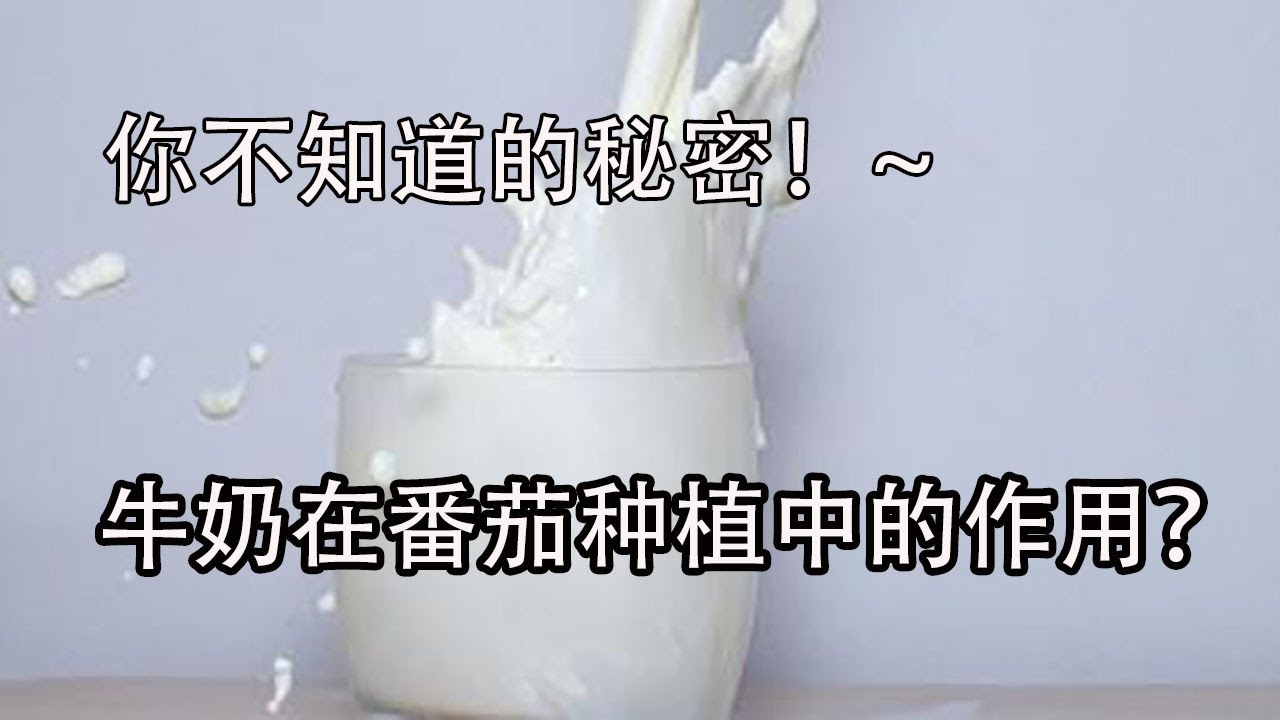 你不知道的秘密，你知道牛奶在番茄种植中的作用吗？【付老师种植技术团队官方频道】