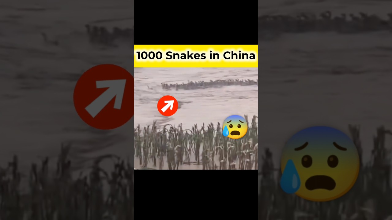 Snakes entering homes in China 🐍😰😳😱🤯✅🤷