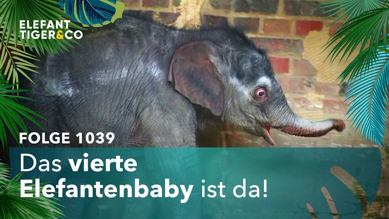 Quartett komplett (Folge 1039) | Elefant, Tiger & Co. | MDR