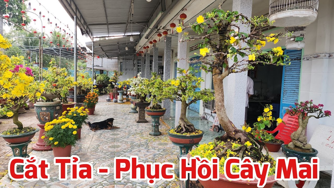 Mùng 5 Tết - Cắt Tỉa - Phục Hồi Cây Mai Sau Khi Chơi Tết