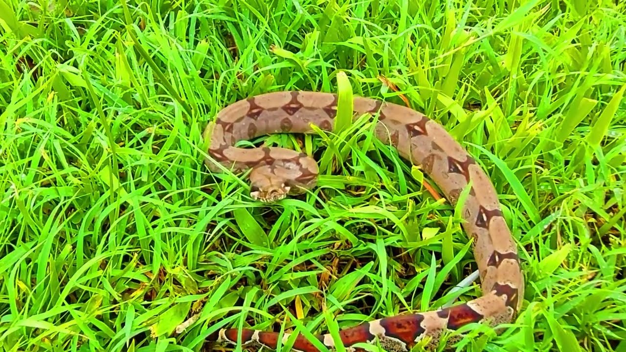 The red tail boa, boa constrictor  or Macajuel as it is locally known.