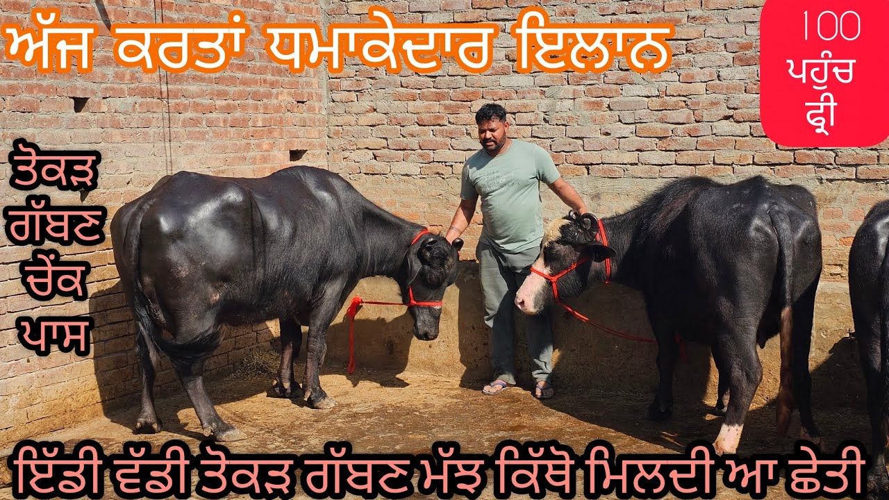 ਰੰਮੀ ਬਾਈ ਕੋਲ ਤਿੰਨ ਤੋਕੜ ਗੱਬਣ ਚੇਂਕ ਪਾਸ ਮੱਝਾ ਕਦੇ ਕਦੇ ਮਿੱਲਦੀ ਇੱਡੀ ਵੱਡੀ ਝੋਟੀ ਮਿਤੀ 12-2-2026