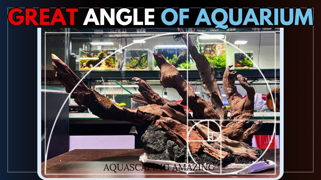 Create Your DREAM Nature Aquarium with LOW Maintenance Aquascape