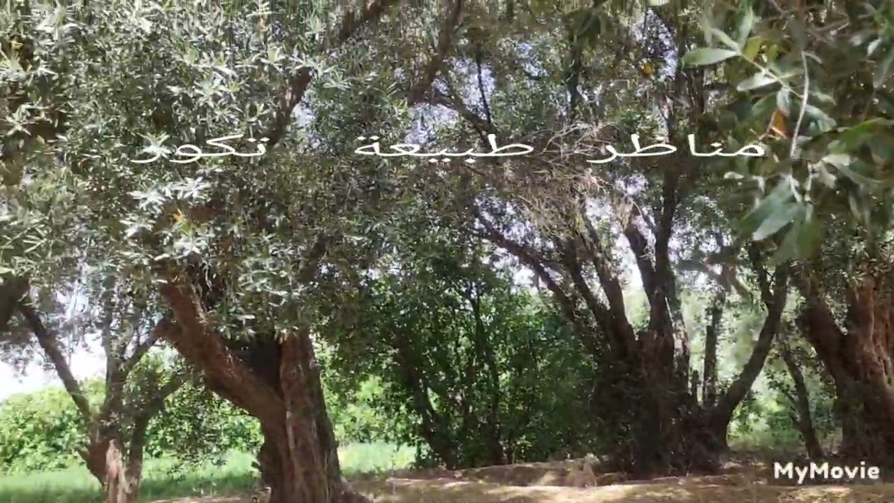 جمال من تكور الجميلة كيف اصبح واد ملوية ممتلء بالعريش 