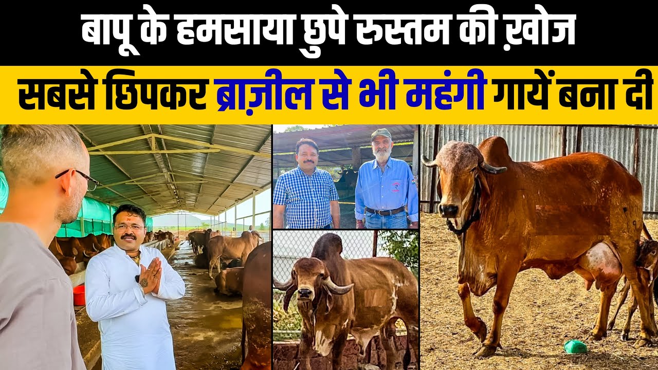 Pradip Bapu जैसी Gir गायों की गौशाला 👌छिपे रुस्तम Rajendra Athane 👍 यहीं रहा Top बुल Arjun